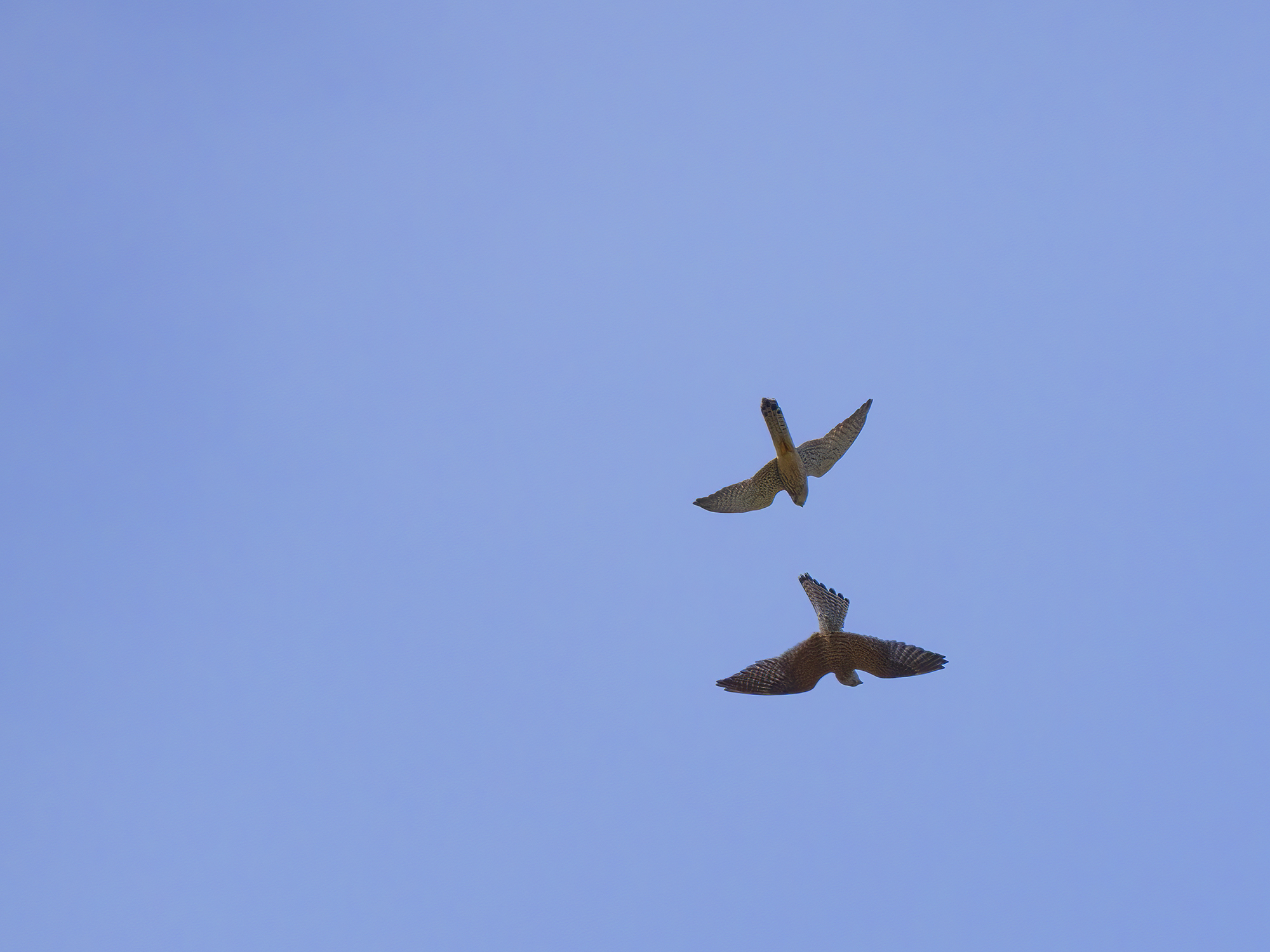 Rückenflieger
